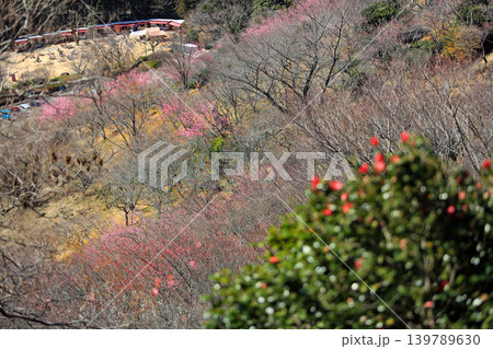 湯河原梅林(幕山梅林)の梅 湯河原梅林(幕山梅林)の梅 139789630