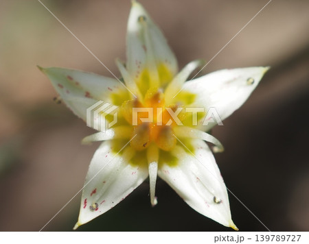 真上から見る朧月の花(20260511132533) 真上から見る朧月の花(20260511132533) 139789727