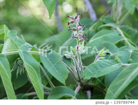 オニグルミの雌花が受粉して大きくなった子房 139789744