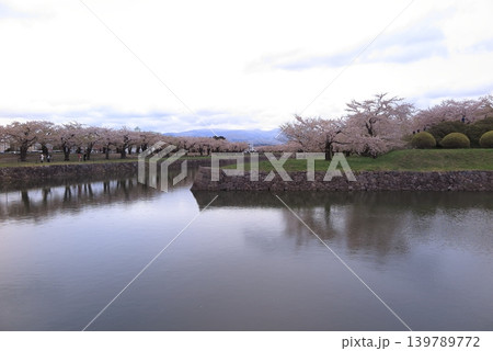 函館五稜郭の掘り際に咲く桜 函館五稜郭の掘り際に咲く桜 139789772
