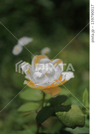 大阪　鶴見緑地公園の花々たち 139790017