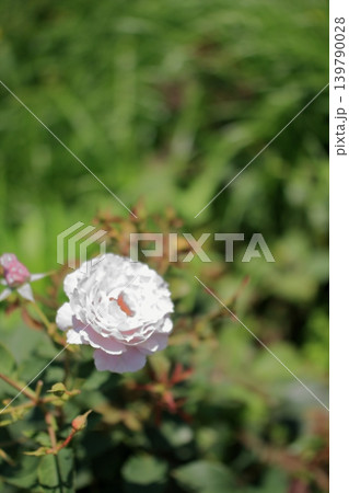 大阪　鶴見緑地公園の花々たち 139790028