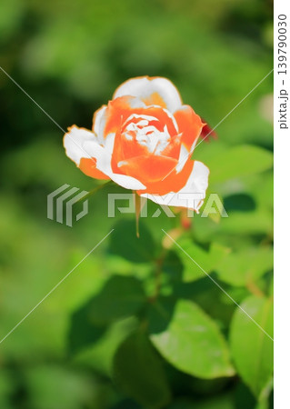 大阪 鶴見緑地公園の花々たち 大阪 鶴見緑地公園の花々たち 139790030