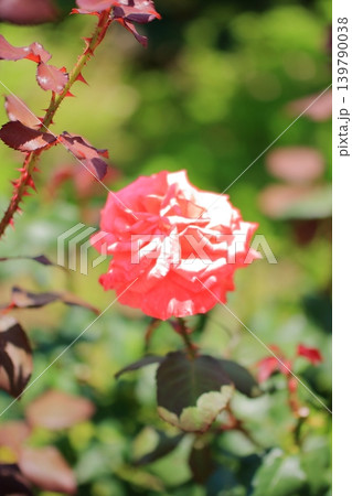 大阪 鶴見緑地公園の花々たち 大阪 鶴見緑地公園の花々たち 139790038