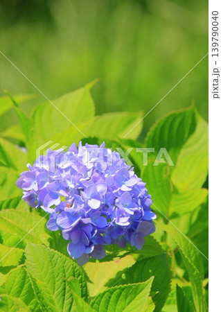 大阪　鶴見緑地公園の花々たち 139790040