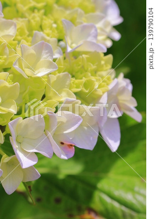 京都府立植物園の花々たち 139790104