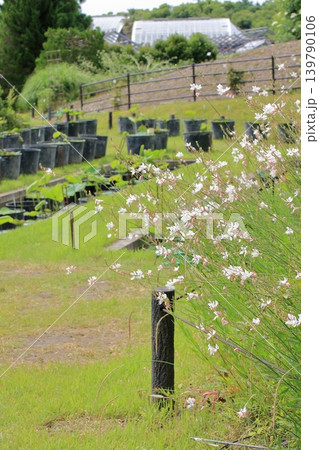 京都府立植物園の花々たち 京都府立植物園の花々たち 139790106