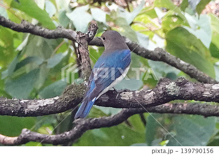 枝にとまるオオルリの幼鳥。 枝にとまるオオルリの幼鳥。 139790156