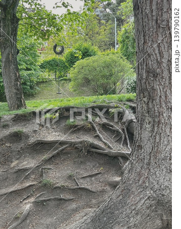Tree roots exposed on a hillside in a park, with green grass Tree roots exposed on a hillside in a park, with green grass 139790162