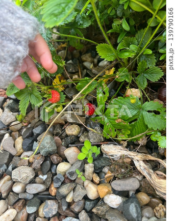 Hand reaching for ripe strawberries among green leaves and pebbles in a 139790166