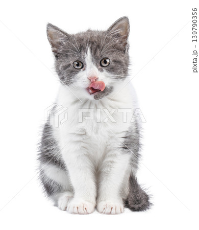 Kitten licking nose isolated on white background front view Kitten licking nose isolated on white background front view 139790356