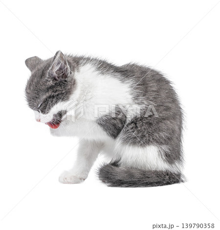 Kitten grooming paw isolated on white background side view 139790358