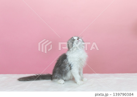 上を見るマンチカンの子猫 上を見るマンチカンの子猫 139790384