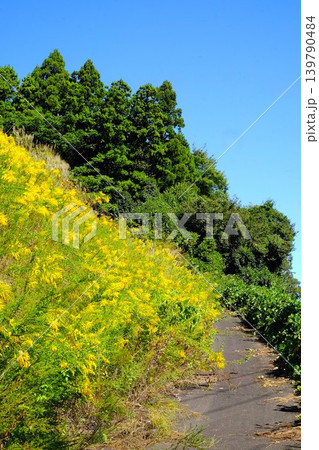 【神奈川県】セイタカアワダチソウ咲く散歩道 139790484