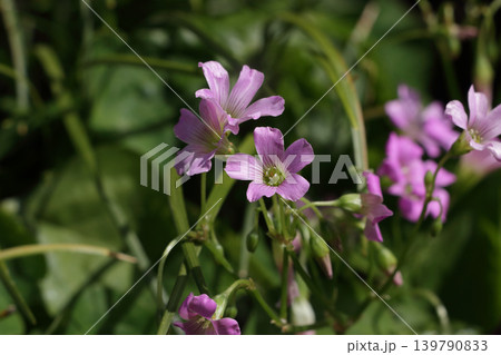 イモカタバミの花 イモカタバミの花 139790833