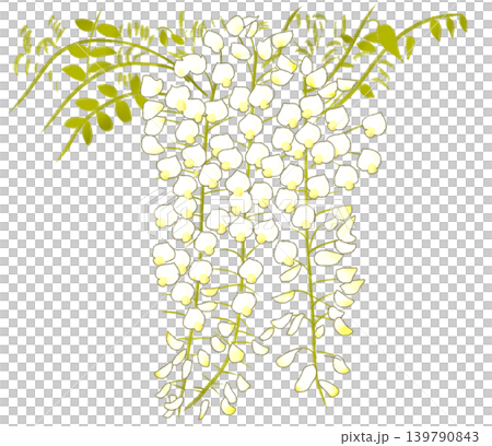 初夏に可憐な花を咲かせる白い藤の花 初夏に可憐な花を咲かせる白い藤の花 139790843