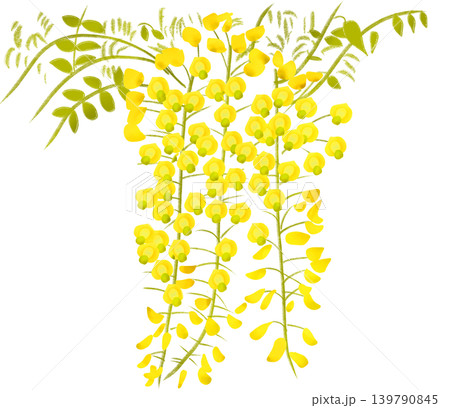 初夏に可憐な花を咲かせる黄色の藤の花 139790845