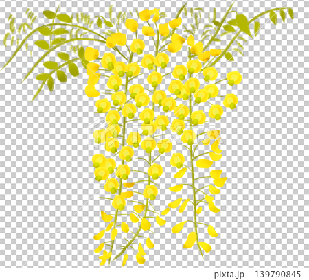 初夏に可憐な花を咲かせる黄色の藤の花 139790845