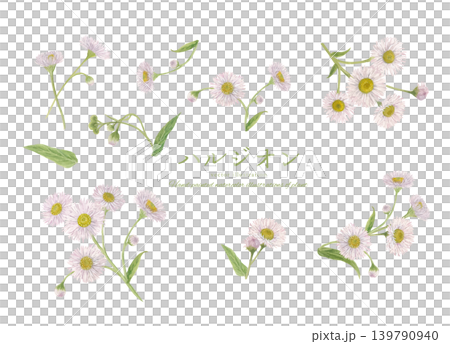Watercolor hand-drawn botanical illustration of fleabane Watercolor hand-drawn botanical illustration of fleabane 139790940