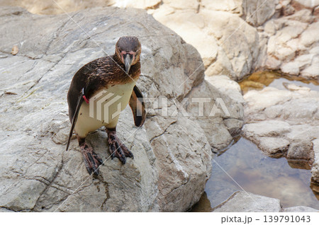 岩場にたたずむフンボルトペンギンの表情 139791043