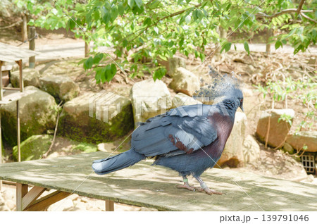 緑の中で佇む美しい冠羽の青い鳥 139791046