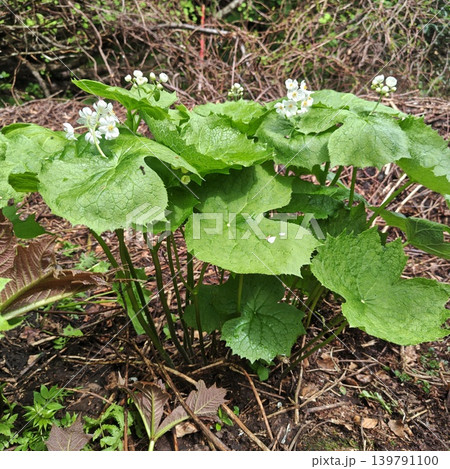 植物 サンカヨウ 植物 サンカヨウ 139791100