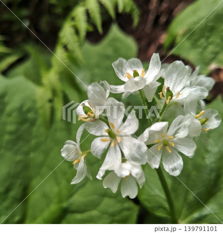 植物 サンカヨウ 植物 サンカヨウ 139791101