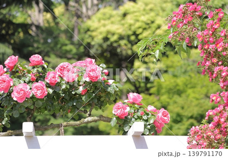 屋外に咲く二種類の薔薇 屋外に咲く二種類の薔薇 139791170