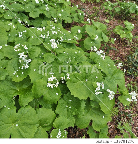 植物 サンカヨウ 植物 サンカヨウ 139791276