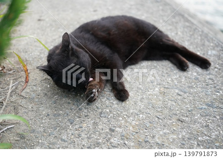 堤防で遊ぶ黒猫 139791873