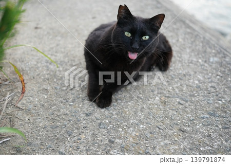 堤防で遊ぶ黒猫 139791874
