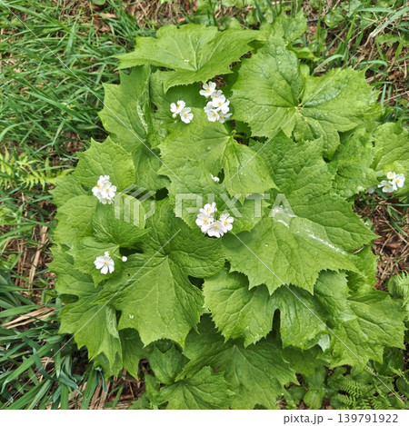 植物　サンカヨウ 139791922