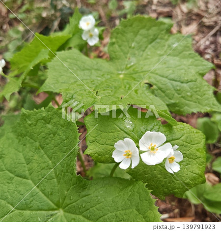 植物　サンカヨウ 139791923
