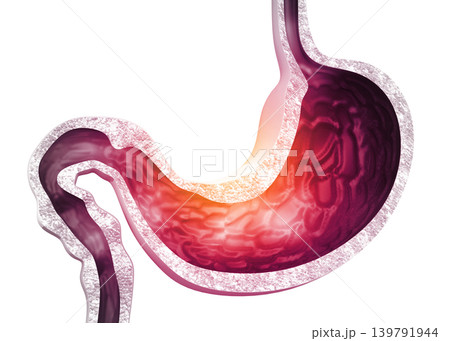 Human stomach anatomy 139791944