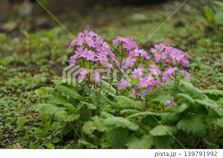 サクラソウの花 139791992