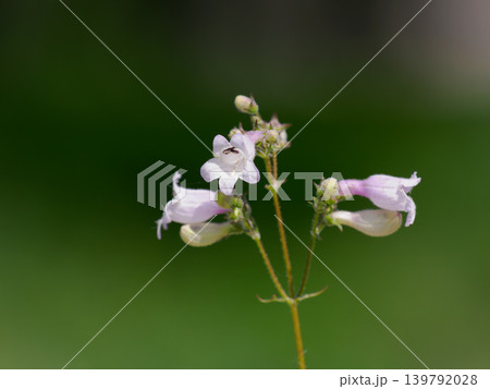 淡紫色のフウリンイワブクロの花 淡紫色のフウリンイワブクロの花 139792028