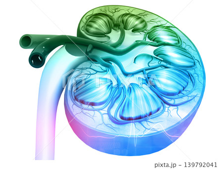 Human kidney cross section on science background Human kidney cross section on science background 139792041
