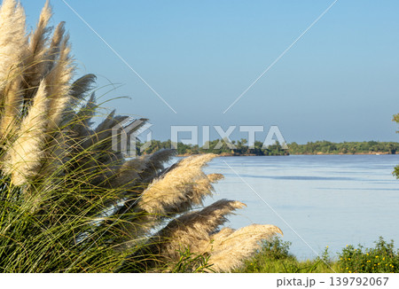Plumerillos and wild grasses on the shores of the Parana. Photo at sunrise 139792067