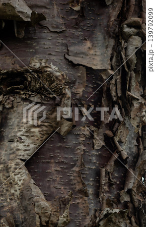 Old araucaria bark. Dark background taken close up Old araucaria bark. Dark background taken close up 139792099
