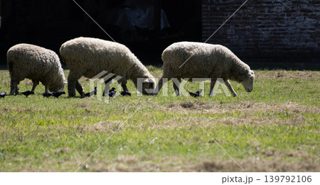 A family of sheep grazing next to the birds on a green southern farm. 139792106