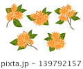 金木犀　花　枝 139792157