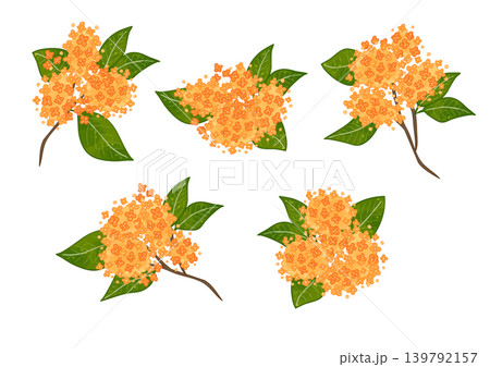 金木犀　花　枝 139792157