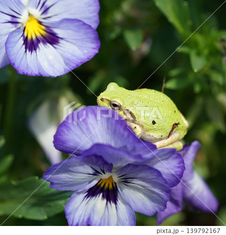 花とアマガエル 139792167