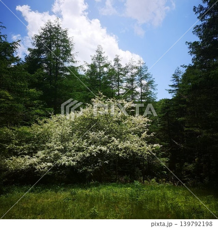 入笠山 ズミ 入笠山 ズミ 139792198