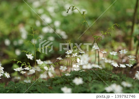 ニリンソウの花 ニリンソウの花 139792746