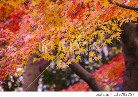 秋の紅葉、黄色、赤色に色づいたもみじ 秋の紅葉、黄色、赤色に色づいたもみじ 139792757