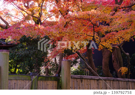 鮮やかな紅葉 139792758