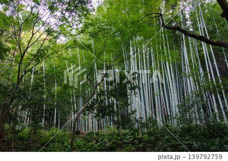 竹林のある風景 竹林のある風景 139792759
