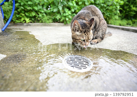 水を飲む猫 139792951