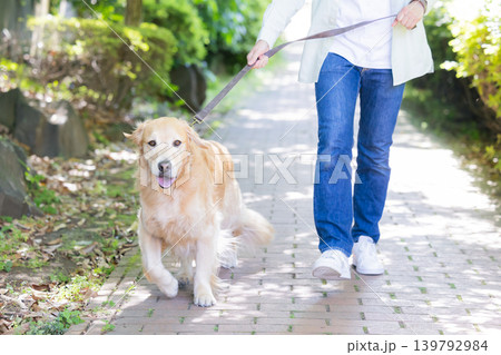 ペット 大型犬 お散歩をしているゴールデンレトリバー ペット 大型犬 お散歩をしているゴールデンレトリバー 139792984
